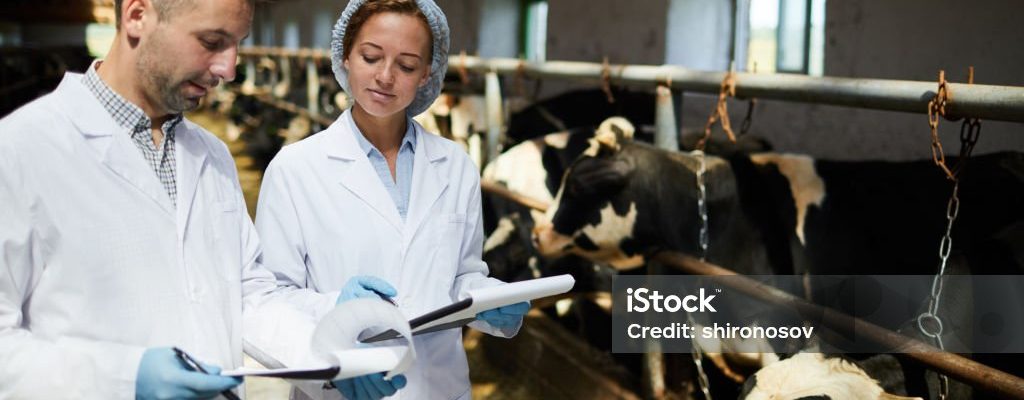 Two young farmers in whitecoats discussing working documents while standing by cowshed